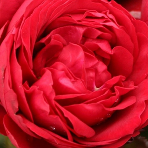 Crvena - Ruža - Till Eulenspiegel ® - 